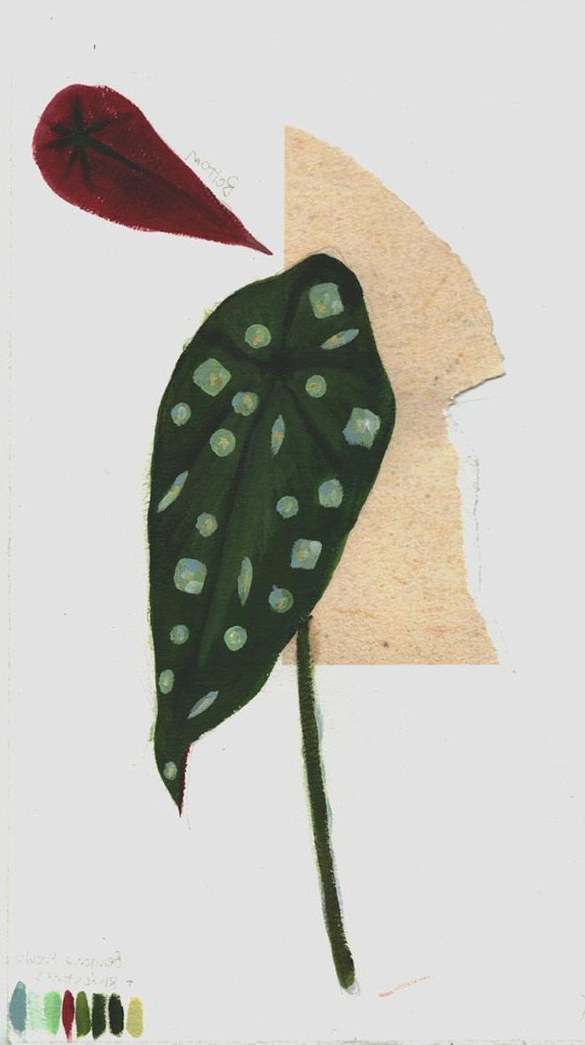 An illustration of a spotted houseplant but, 这些斑点被涂得像水钻一样. In the top left corner there is a smaller illustration to show a top down view of the leaf. 
